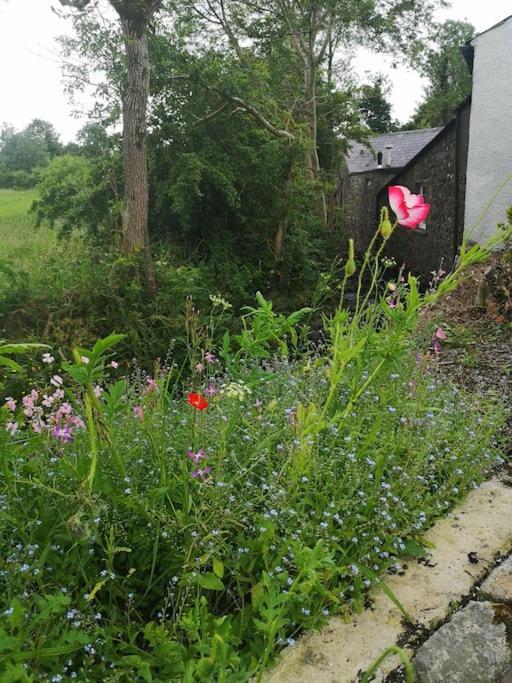 Riverside Cottage At Logwood Mill Ballyclare Extérieur photo